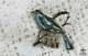 Vintage Silver & Abalone Shell Bird On Branch Art Nouveau Brooch